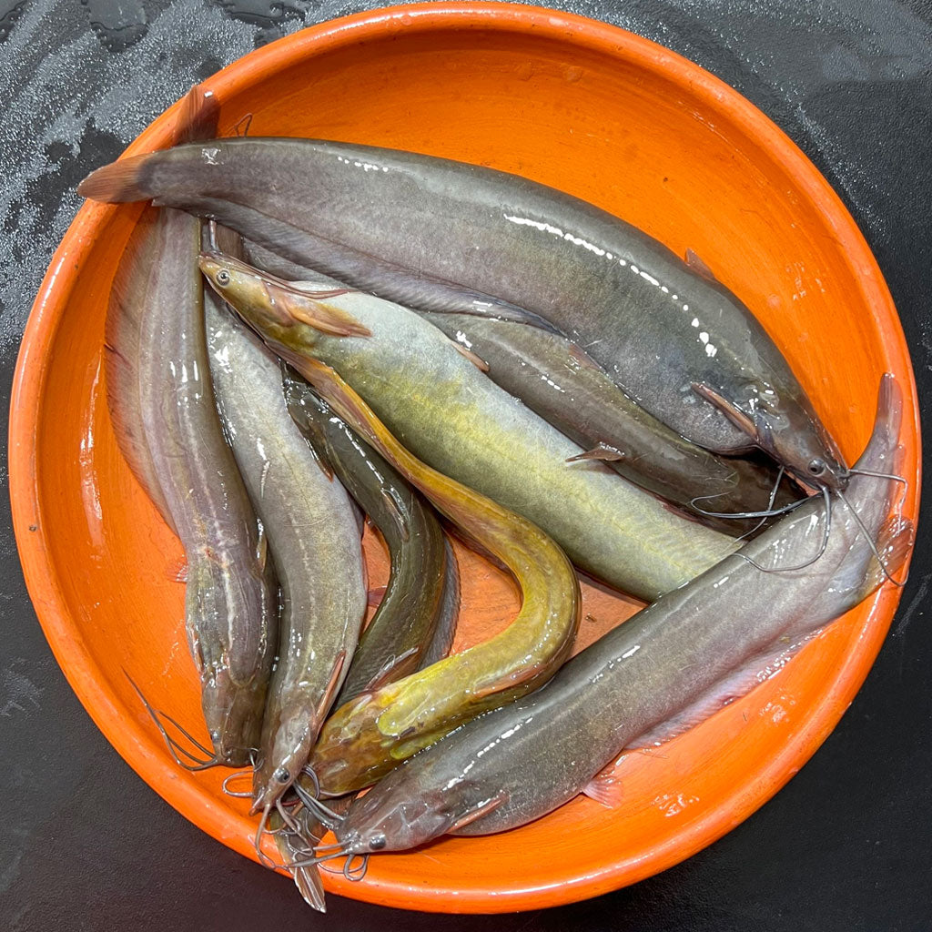 রাজশাহীর দেশি শিং