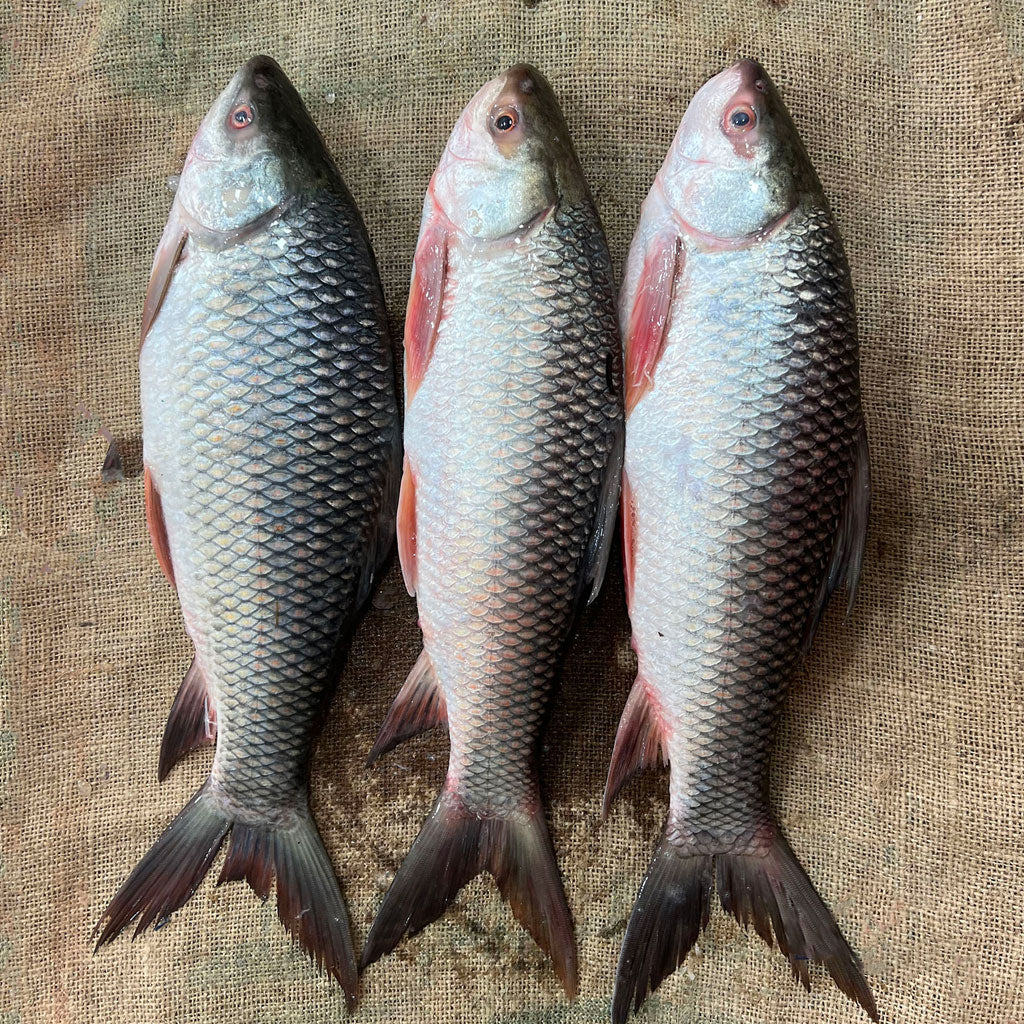 নলা রুই মাছ ১ থেকে দের কেজি সাইজ - River Fish
