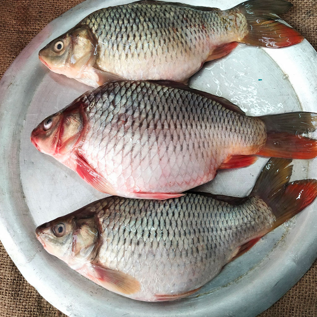 কার্ফু মাছ