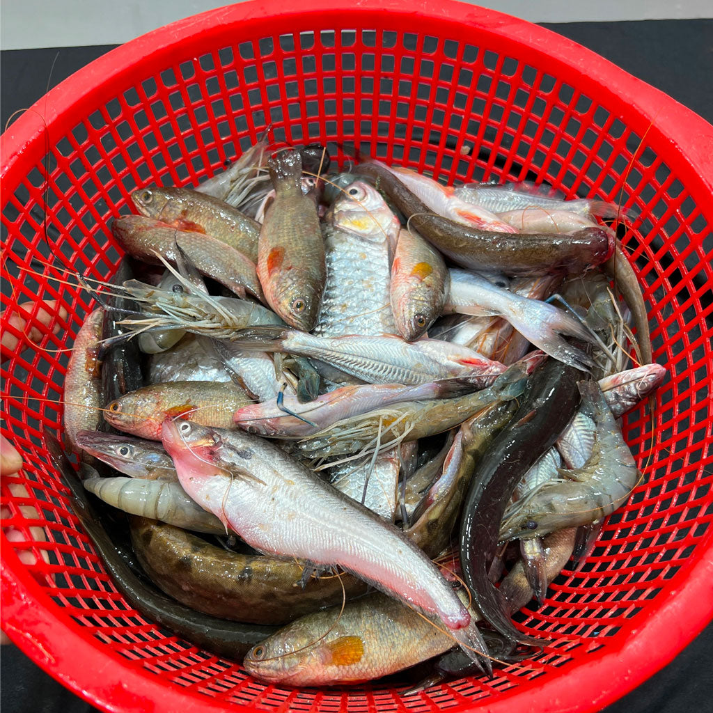 বিলের পাঁচমিশালি মাছ