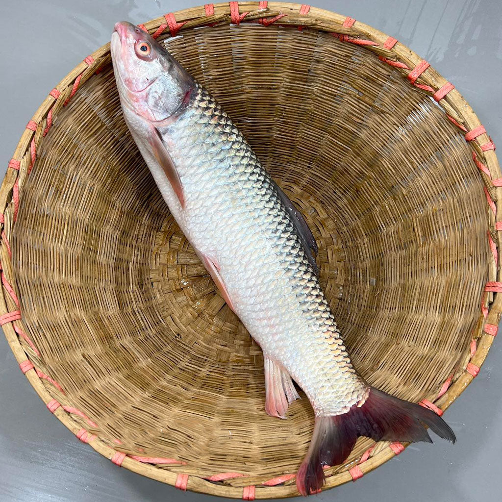 রাজশাহীর মৃগেল তিন কেজি প্লাস/মাইনাস সাইজ পারকেজি 420৳