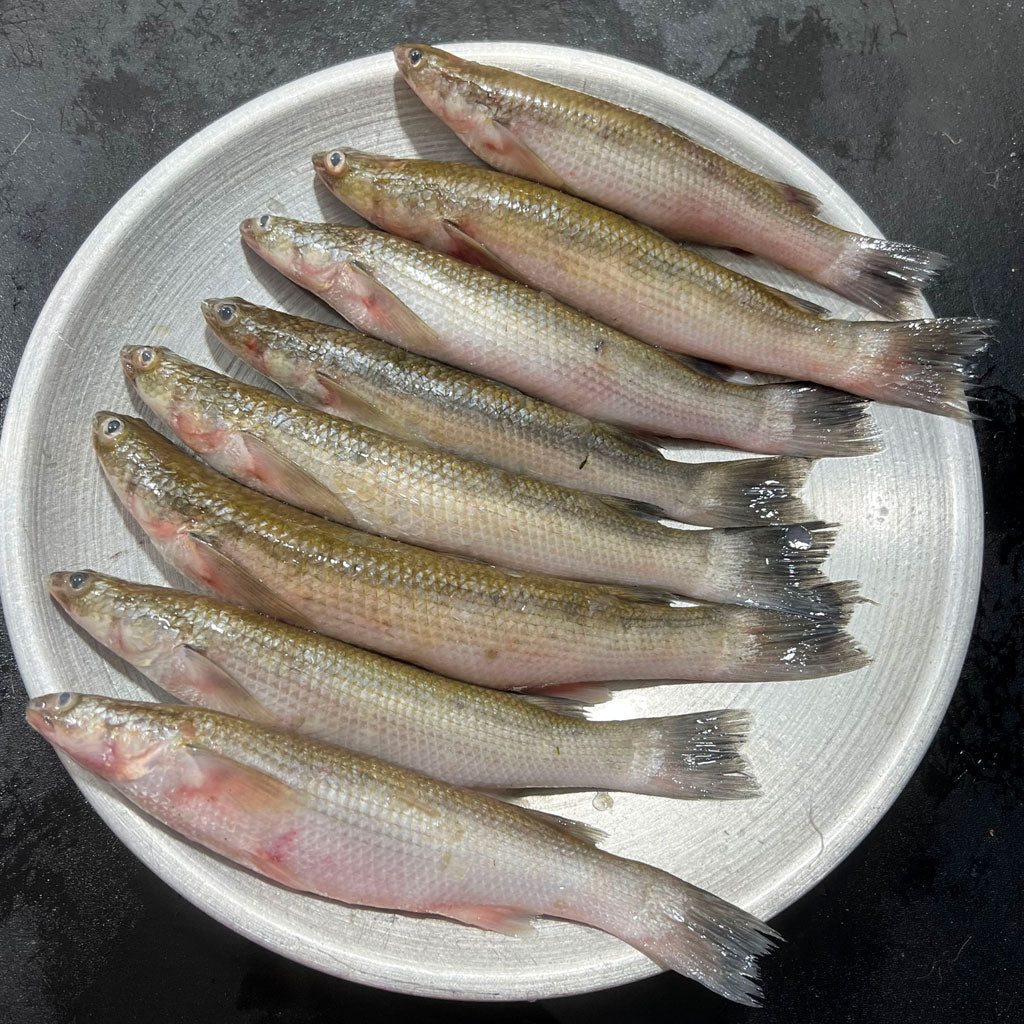 নদীর বাটা/খল্লা বাটা মাছ