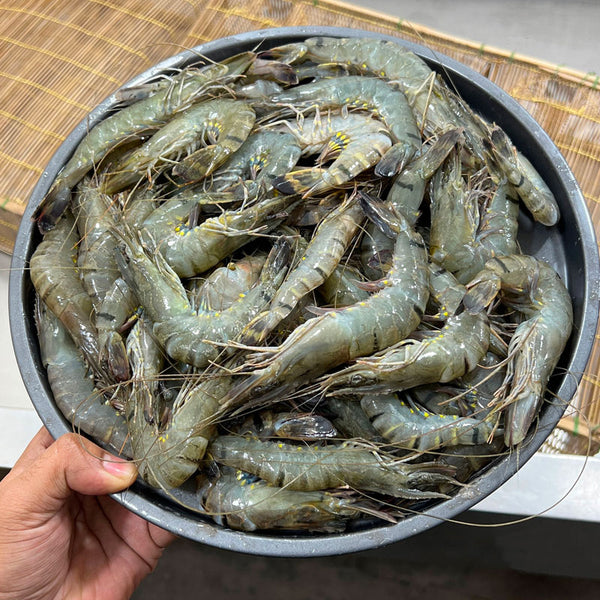বাগদা চিংড়ি বড় সাইজ - River Fish