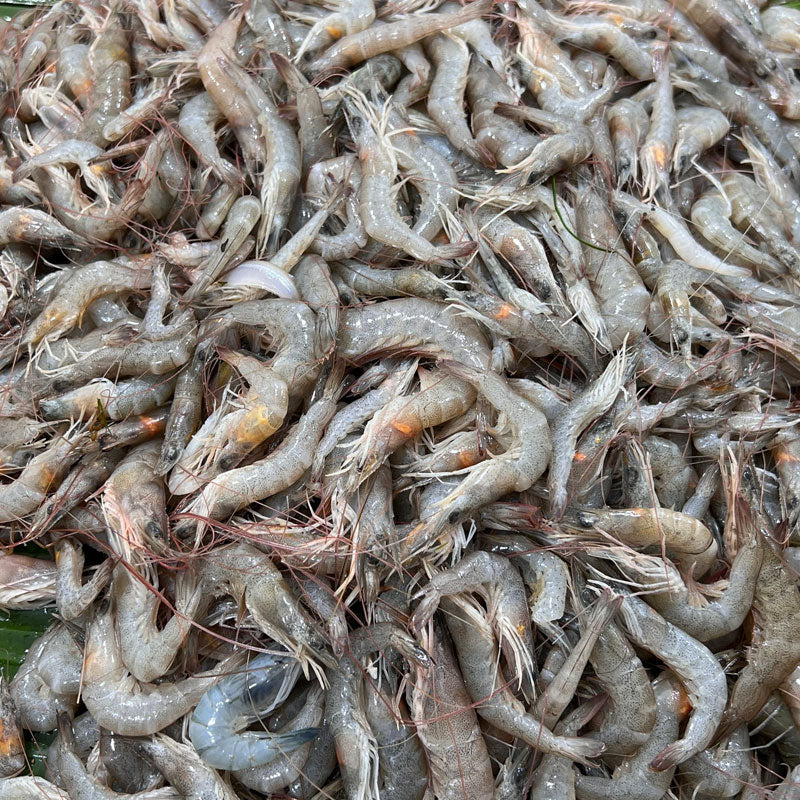 হরিণা চিংড়ি - River Fish