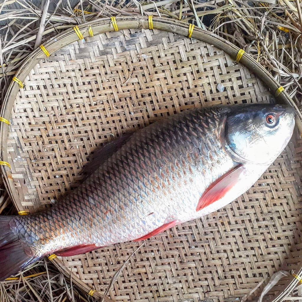 রাজশাহীর রুই দুই কেজি প্লাস/মাইনাস সাইজ পারকেজি 480৳
