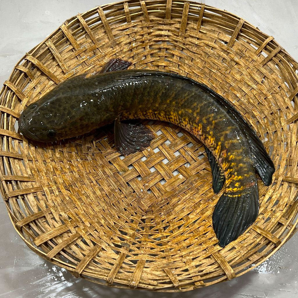 হাওরের দেশি শোল ১ কেজি প্লাস সাইজ পারকেজি ১৪৬০/-