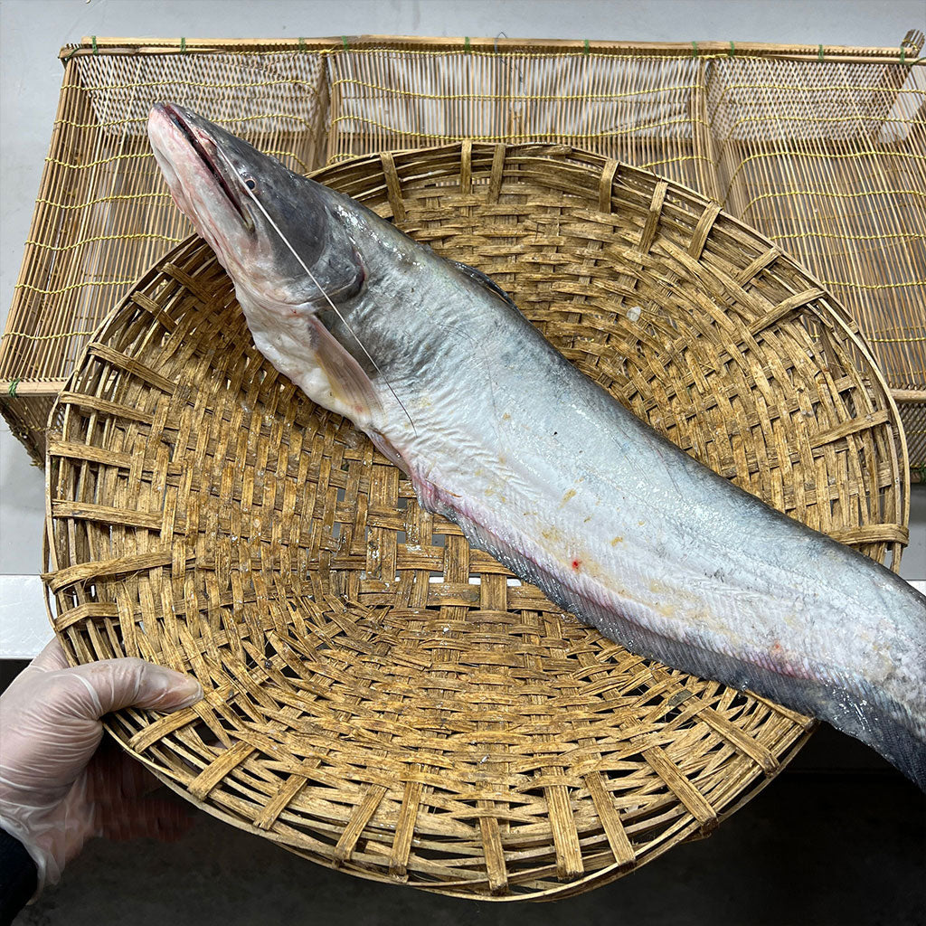 কিশোরগঞ্জের হাওরের বোয়াল দেড় থেকে ২ কেজি সাইজ পারকেজি ১০৫০/-