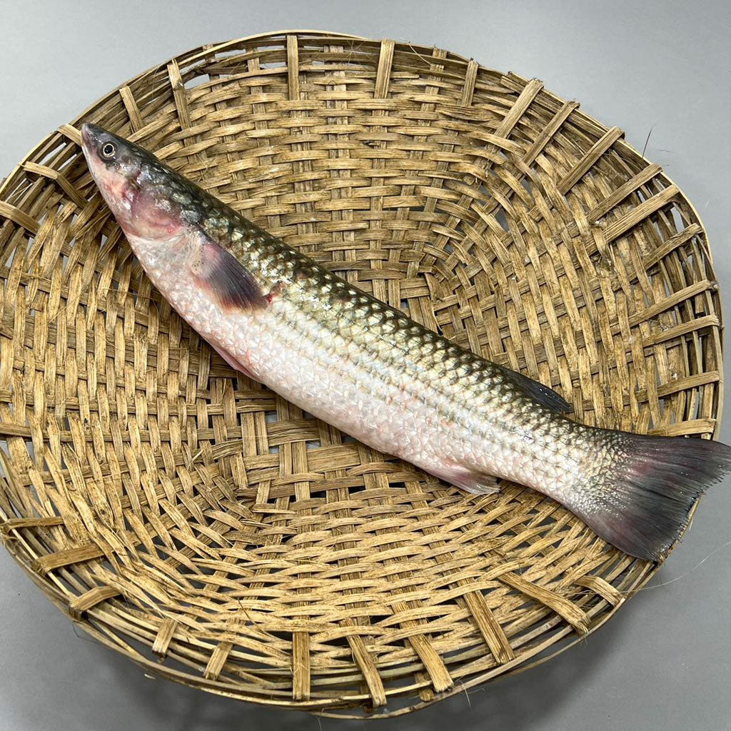 সুন্দরবনের ভাংগন মাছ এক কেজি প্লাস সাইজ পারকেজি- 650/-